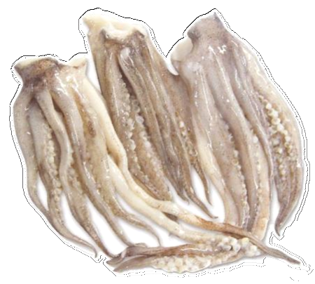 FT CEFALOPODO 4. REJO DE POTA 10 kg. REV 2 REJOS DE POTA - 10 KG. - Imagen 1